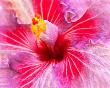 Print of Portraiture Floral Photography by Marco Aurelio