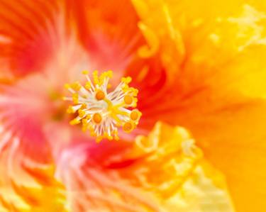 Original Floral Photography by Marco Aurelio