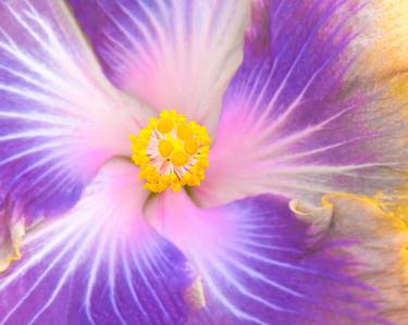 Print of Portraiture Floral Photography by Marco Aurelio