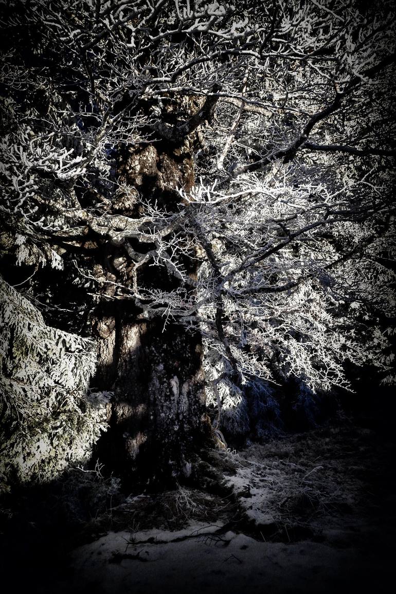 Original Fine Art Tree Photography by Franja Menrat