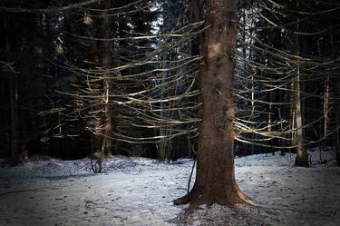 Print of Tree Photography by Franja Menrat