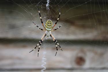 Print of Realism Animal Photography by Clément Jarno