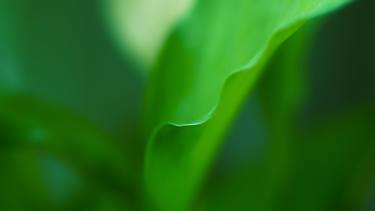 Original Abstract Botanic Photography by Leo Tim