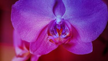 Orchid Purple 0253 thumb