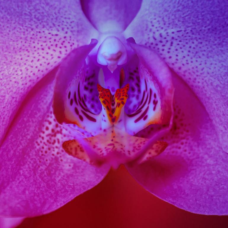 Original Abstract Botanic Photography by Leo Tim