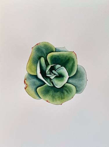 Echeveria Elegance - original green plant botanical illustration thumb