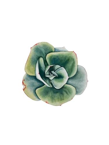 Original Fine Art Botanic Painting by Anna Ostapenko