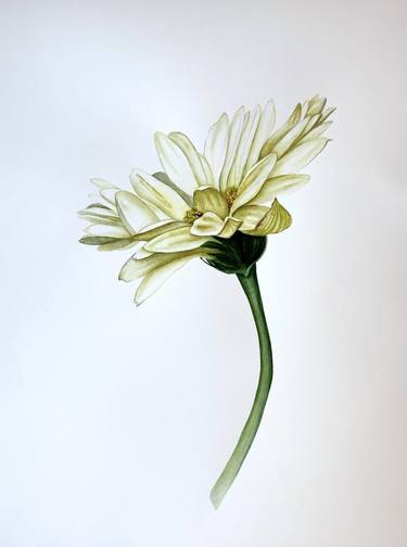 Daisy flower - original botanical watercolor tender thumb