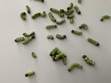 Luna Caterpillars, 2023, 1x1x2cm to 1.5x2x5cm, clay, wire, paint thumb