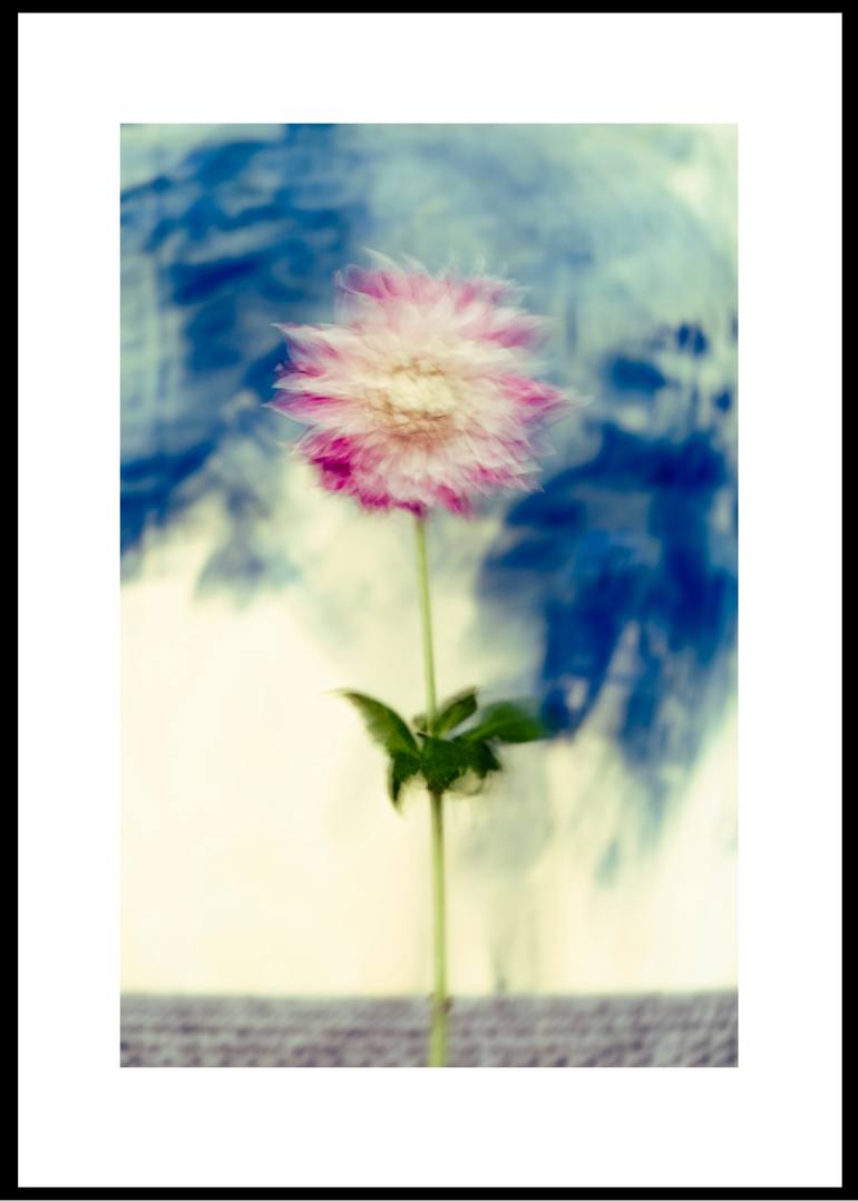 Original Still Life Photography by Andrea Bencelova | Contemporary Art on Paper | Blue, grey and pinkie.