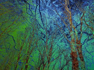 Original Abstract Tree Photography by Richard Dawson