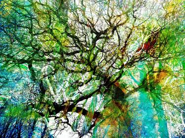 Print of Abstract Tree Photography by Richard Dawson