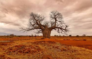 Original Documentary Tree Photography by Francis Curran