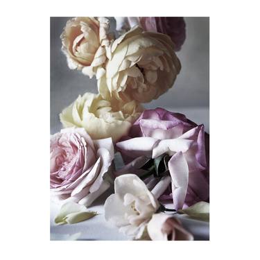 ROSES 2018 5701; Italian Baroque Rose Still Life Giclee thumb