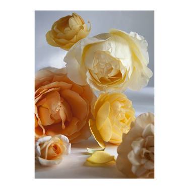 ROSES 2018 5867; Still Life of Roses - Archival Pigment Print. thumb