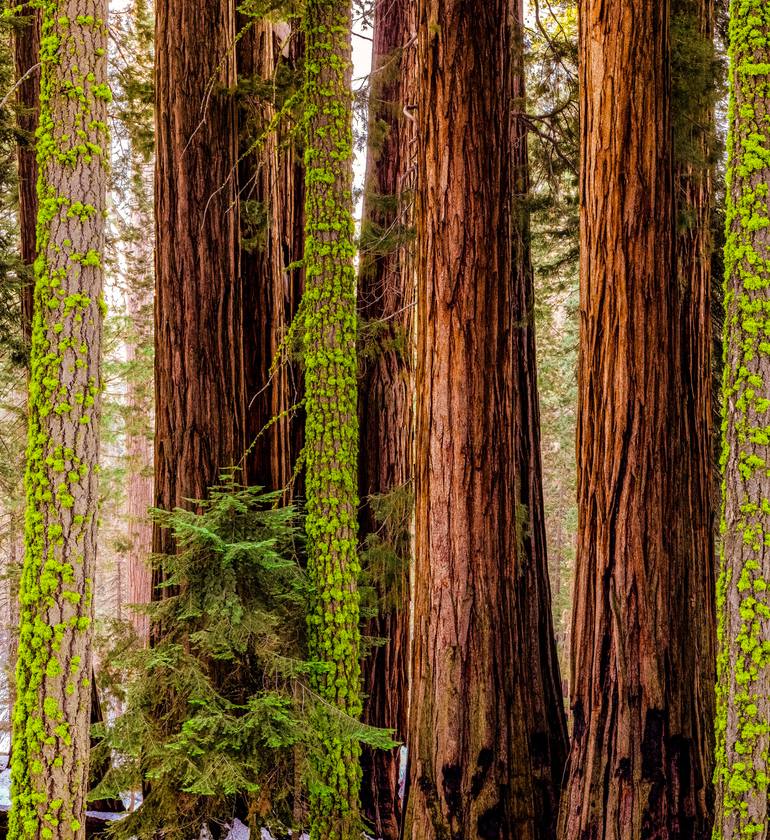 Original Figurative Nature Photography by Philip Richard