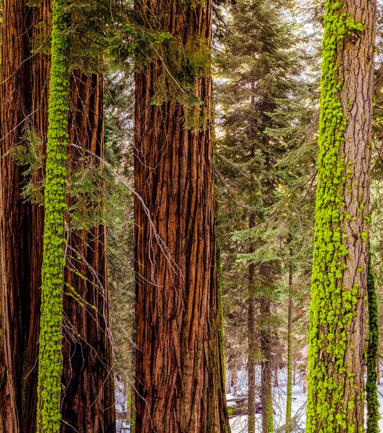 Original Figurative Nature Photography by Philip Richard