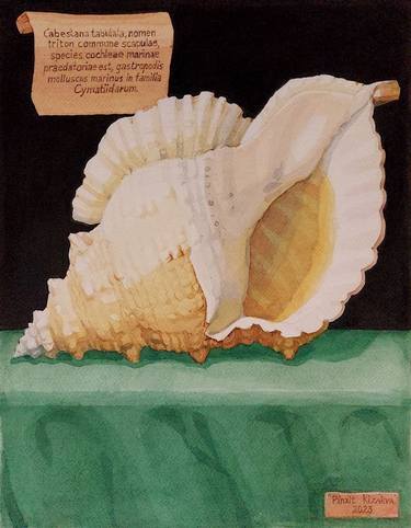 "Sea shell" thumb