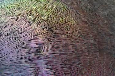 Original Abstract Expressionism Animal Photography by Maureen Seaberg