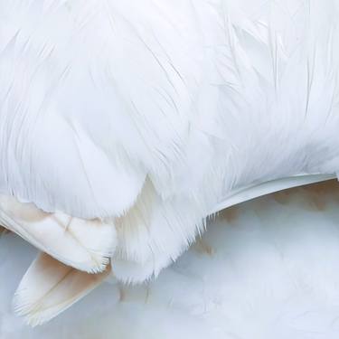 Original Digital Art Animal Photography by Maureen Seaberg