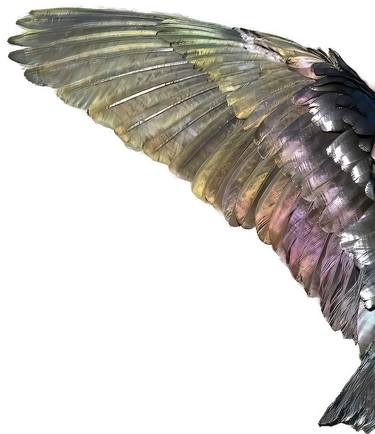 Original Abstract Expressionism Animal Photography by Maureen Seaberg