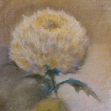Chrysanthemum thumb