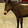 Donkey Close Up