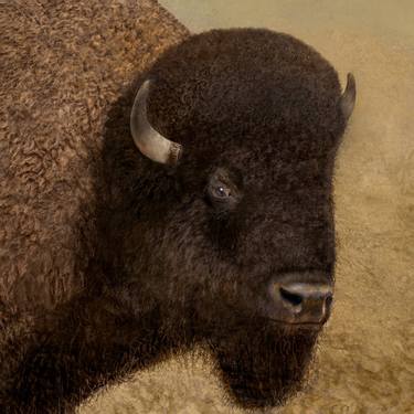 Original Fine Art Animal Photography by Wendy Hume Ginsberg