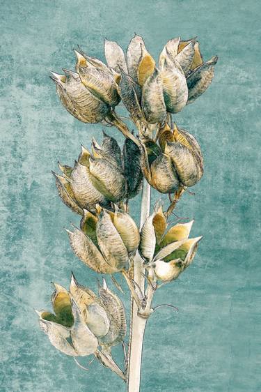 Original Fine Art Botanic Photography by Wendy Hume Ginsberg