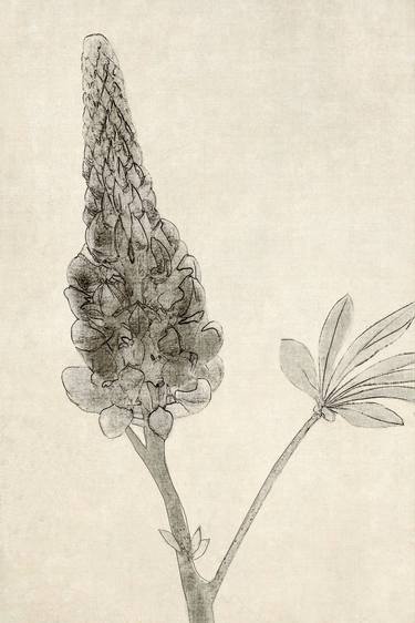 Original Fine Art Botanic Digital by Wendy Hume Ginsberg