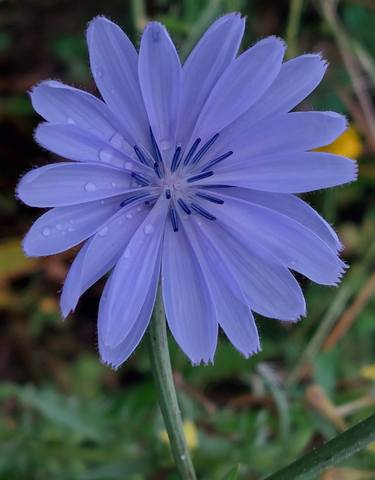 Chicory flower in the wild meadow after a rainy day. thumb