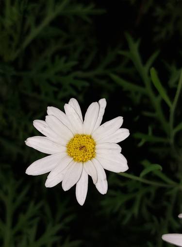 Daisy by night 2. thumb