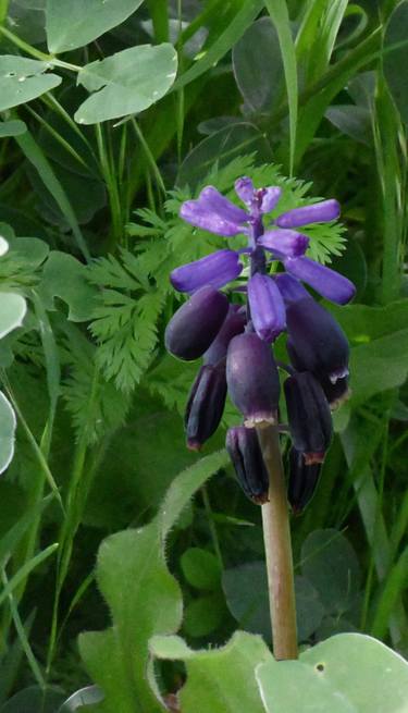 The lavender wildflower. Photomontage 3. thumb