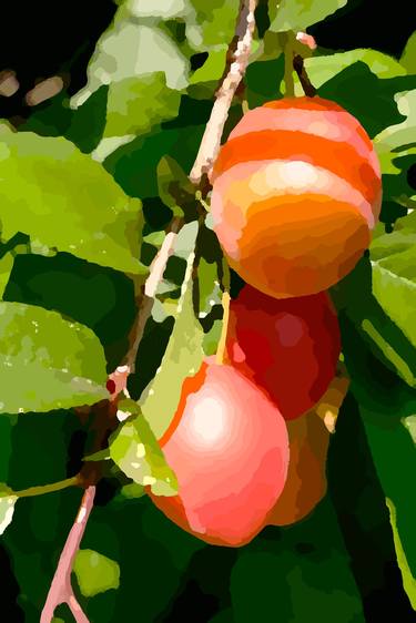 Plum Fruits on Tree thumb