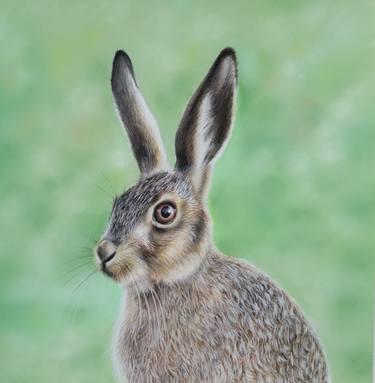 Original Realism Animal Drawings by Heather Clarke