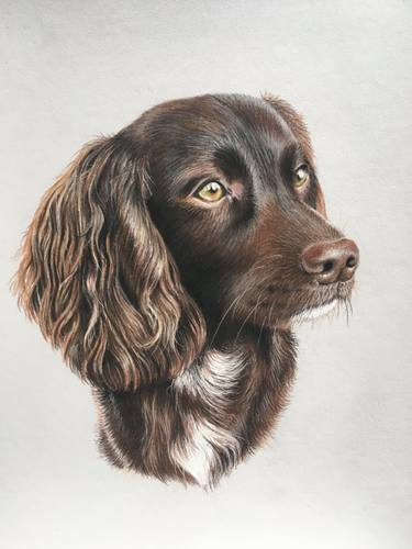 Original Realism Animal Drawings by Heather Clarke