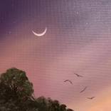 Night Oak by Laura Blue  Palmer