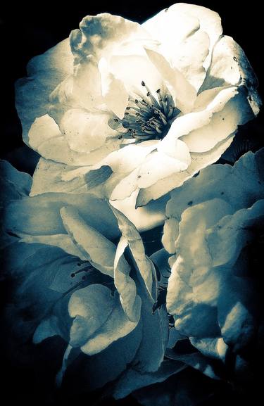 Original Fine Art Floral Photography by Ellen Liguori