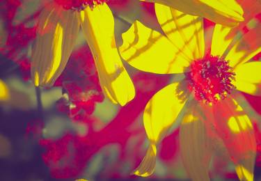 Floral Series: Yellow Red Flowers thumb