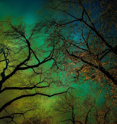 Original Tree Photography by Ellen Liguori