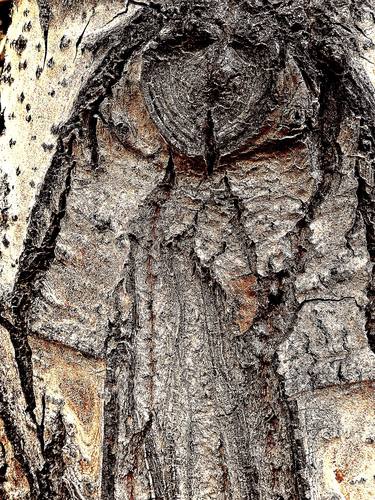 Woodland & Water Series: Figure in the Bark thumb