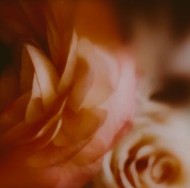 Original Floral Photography by Ellen Liguori