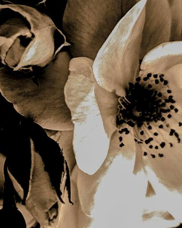Original Fine Art Floral Photography by Ellen Liguori