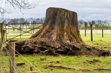 Uprooted I thumb