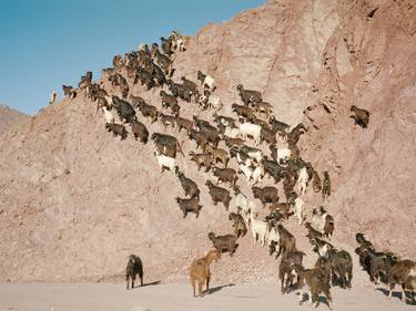 Print of Documentary Animal Photography by Fergus Coyle