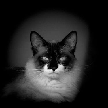 Original Conceptual Animal Photography by Sergio Luiz Cerezer Benetti