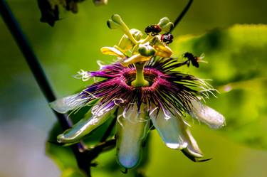 Print of Botanic Photography by Sergio Luiz Cerezer Benetti