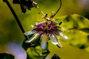 Print of Botanic Photography by Sergio Luiz Cerezer Benetti