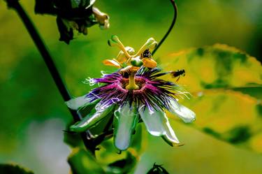 Print of Abstract Expressionism Botanic Photography by Sergio Luiz Cerezer Benetti