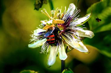 Print of Abstract Expressionism Botanic Photography by Sergio Luiz Cerezer Benetti